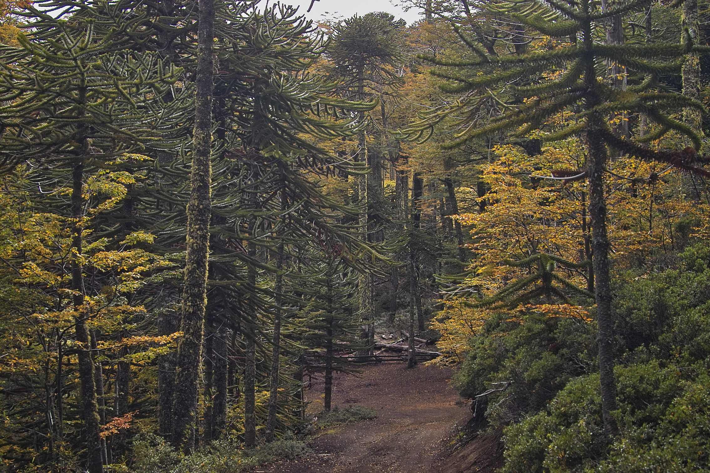 Chiles National Tree - Araucaria auracana