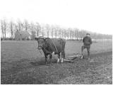 ploegen met de koe in de Weerd in Meers in 1925 fotograaf nn