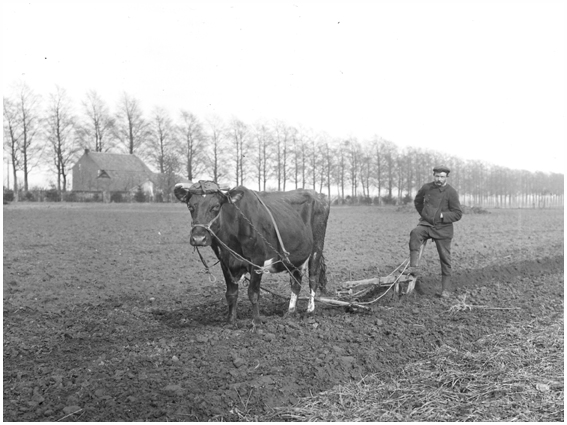 ploegen met de koe in de Weerd in Meers in 1925 fotograaf nn