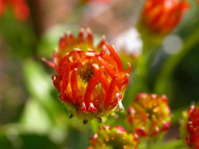 Mexican Flame Vine Bud.jpg