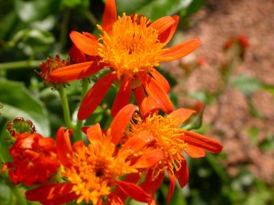 Mexican Flame Vine.jpg