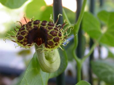 Aristolochia elegans          Common name: Pipevine, Dutchman's pipe, Calico Flower