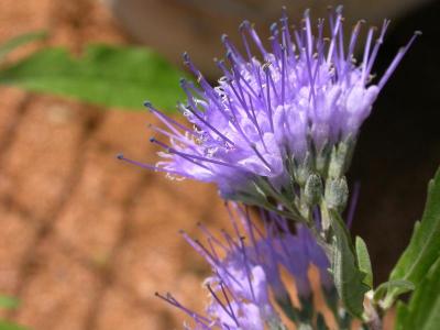 Caryopteris