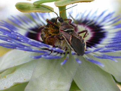 Bug eating bee