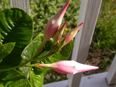 Mandevilla Buds, May 20, 2004