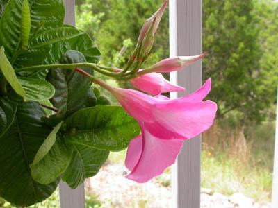 Mandevilla Blossom,  May 23, 2004
