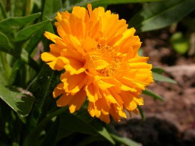Coreopsis Early Sunrise.jpg