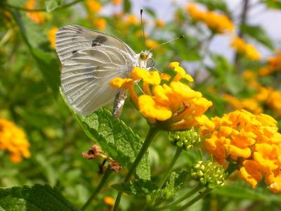 Checkered White on New Gold Lantana