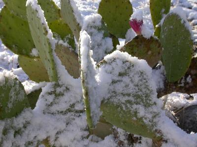 Cactus in the  Snow