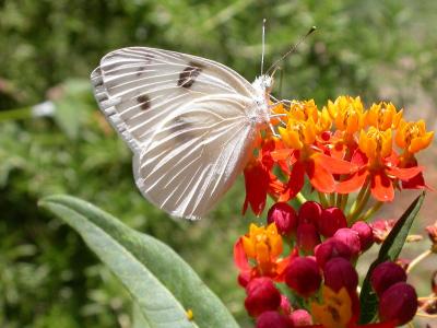 Tropical Milkweed with Guests