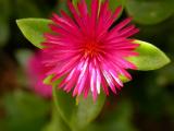 Ice Plant