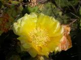 Cactus flower