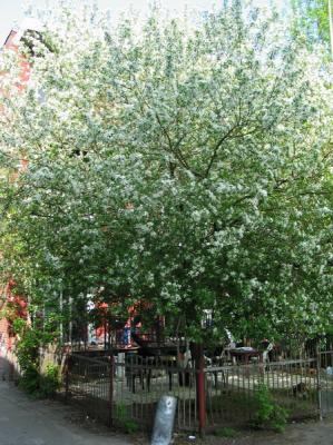 Cerisier dans mon jardin