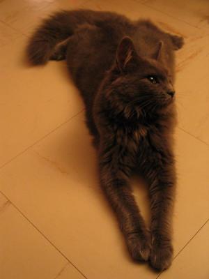 Chat de Sandra