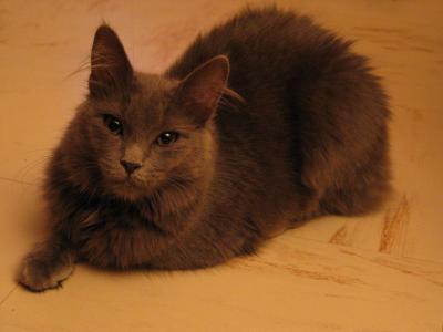 Chat de Sandra