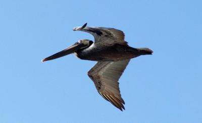 Lone pelican