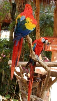 Two of the parrots in the Iberostar Tucan lobby