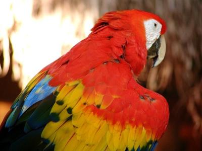 Parrot close-up