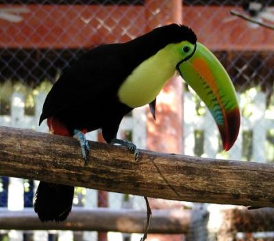 The Iberostar Tucan namesake