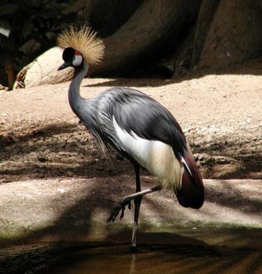 Large wader bird