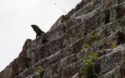 Another Chichen Itza iguana, this time on the steps of the Nunnery