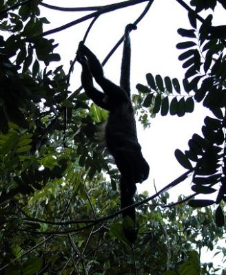 Just hanging around munching leaves