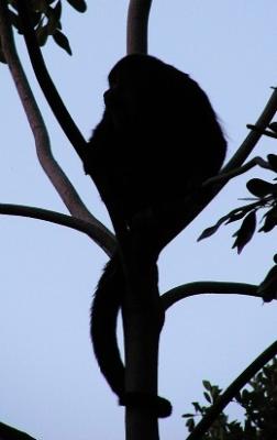Monkey silhouette