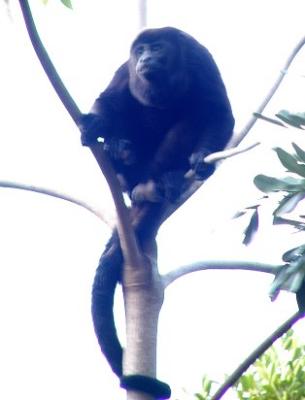 Another silhouette enhanced to show more detail