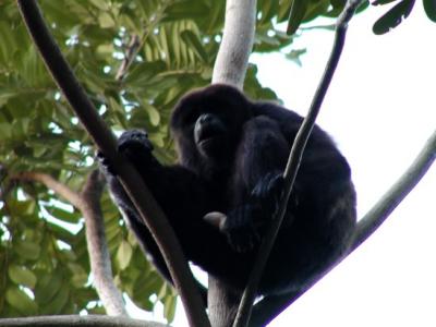 Sitting in a tree behind Tucan building 13