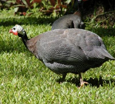 Guinea hen