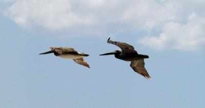 A pair of pelicans