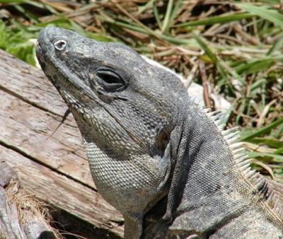 Yet another iguana posing on the beach at Tulum