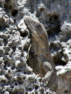 One last iguana climbing the cliff of Tulum