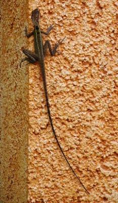 Brown Basilisk lizard on the wall near the Tucan lobby