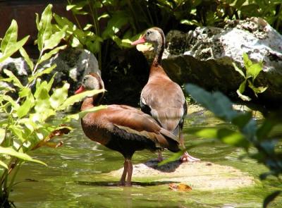 Ducks in a pond near the La Hacienda Mexican a la carte restaurant