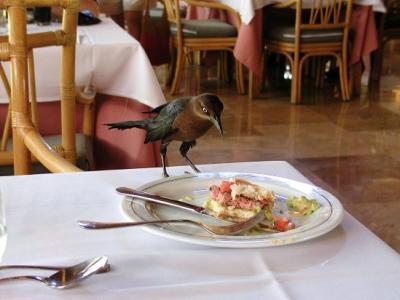 One of the ever-present food scroungers eyeing a half eaten plate