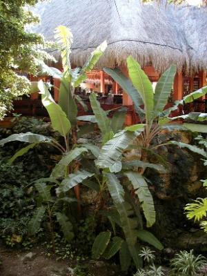 Large palms outside the Quetzal Cozumel buffet restaurant