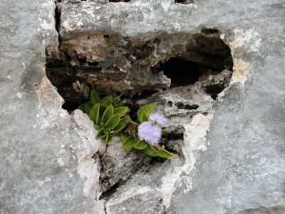 Flowers in heart-shaped frame at the rocks south of the Playacar hotel zone