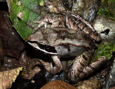 Wood Frog7865.jpg