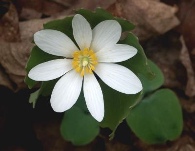 Bloodroot8241.jpg