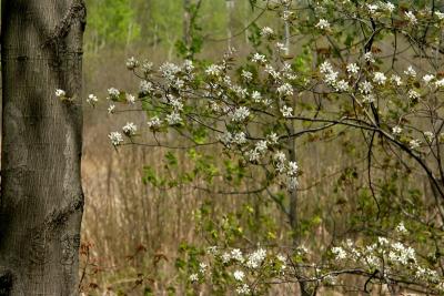 Juneberry8380.jpg