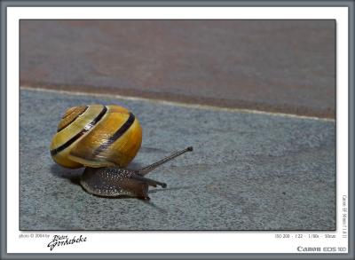 Snail on the run