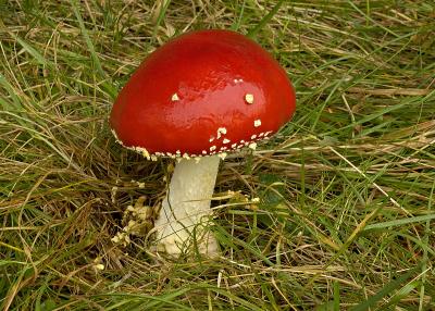 Fly Agaric
