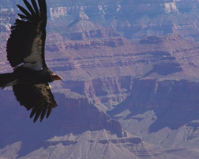 Condor over the Canyon