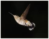Night Flight