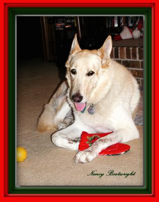 Shadow with her Christmas Stocking 2004