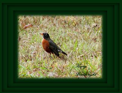Robin.  They have been here since before Christmas,