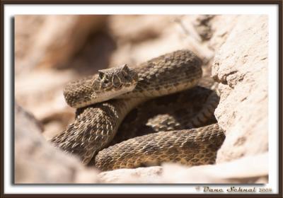 Rattler! - Oct 2