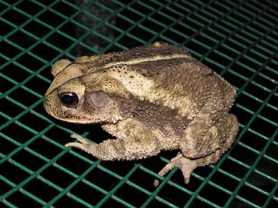 u45/photoman/medium/29599973.toad.jpg