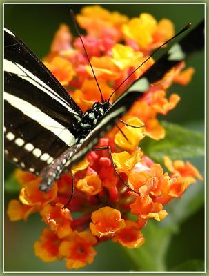 Butterfly-Lantana